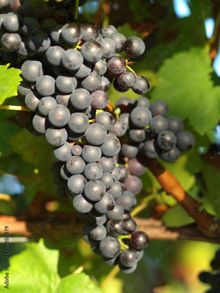 Weintrauben am Weinstock Weintrauben am Weinstock