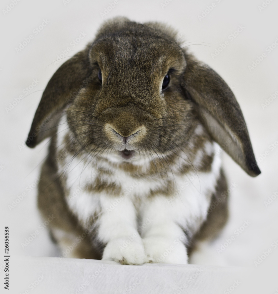 Talking rabbit cheap