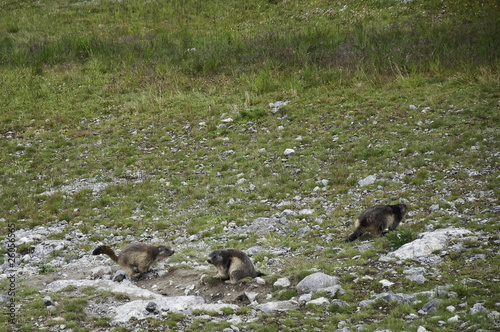 Parque nacional de La Vanoise photo