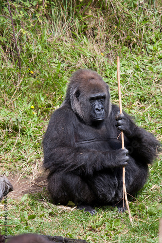 Gorilla © Gail Johnson