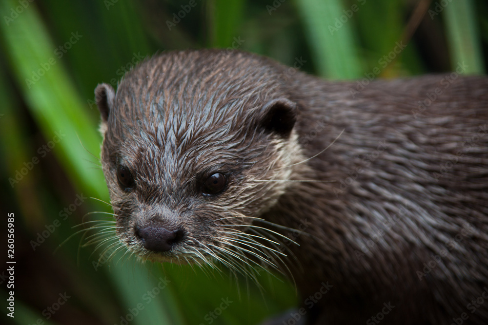 Otter