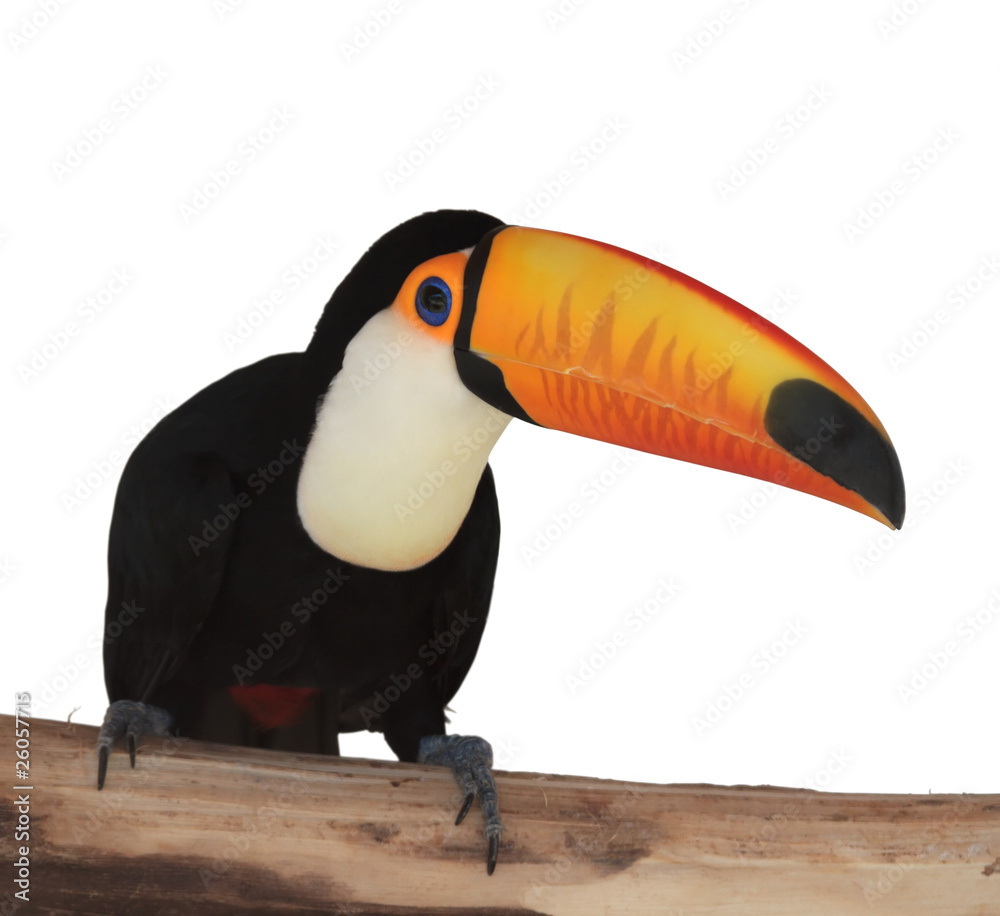 Naklejka premium toucan