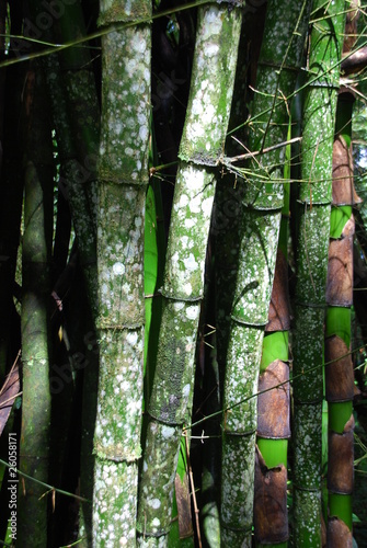 Riesenbambus Trinidad photo