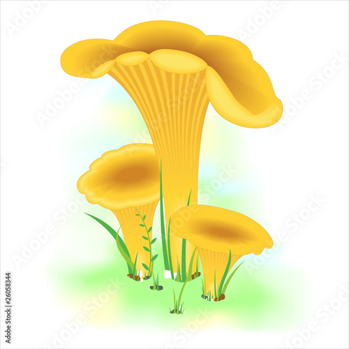 Group of chanterelle mushrooms on green grass