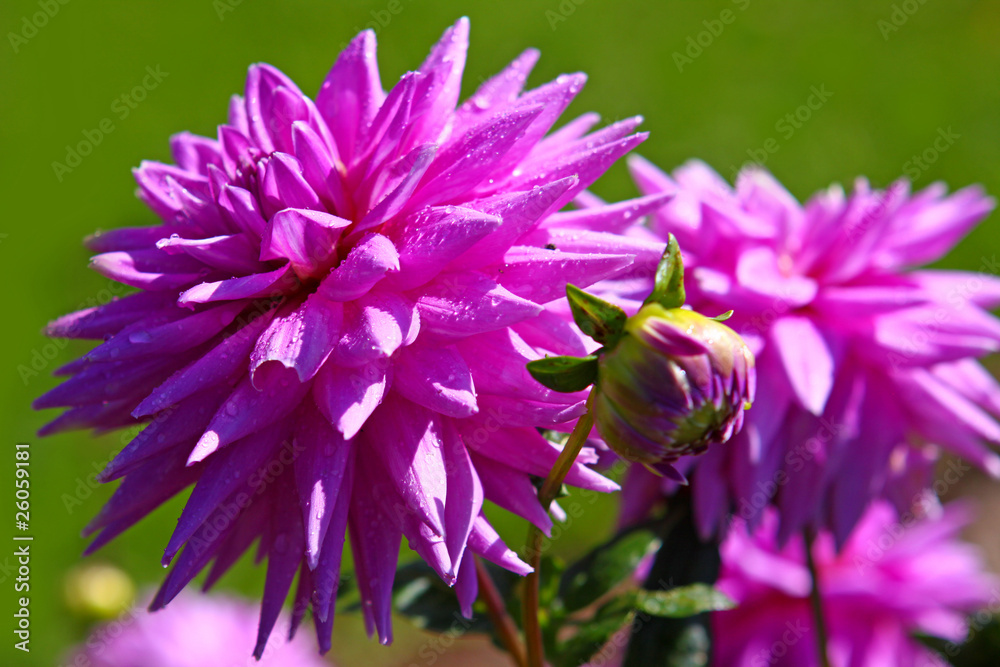 dahlien,pink dahlien,pink