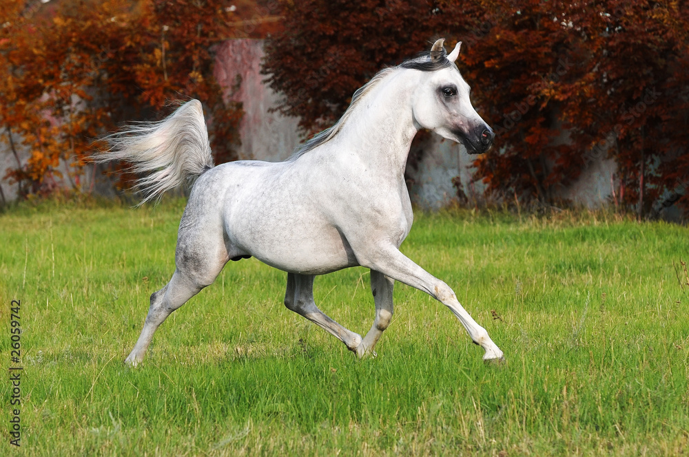 Obraz premium white arabian horse