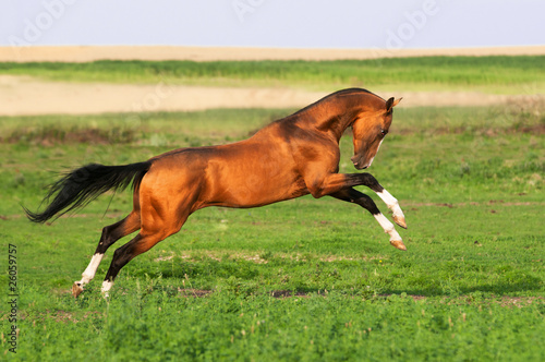 golden akhal-teke horse runs gallop