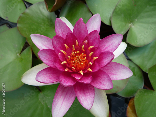 water lily