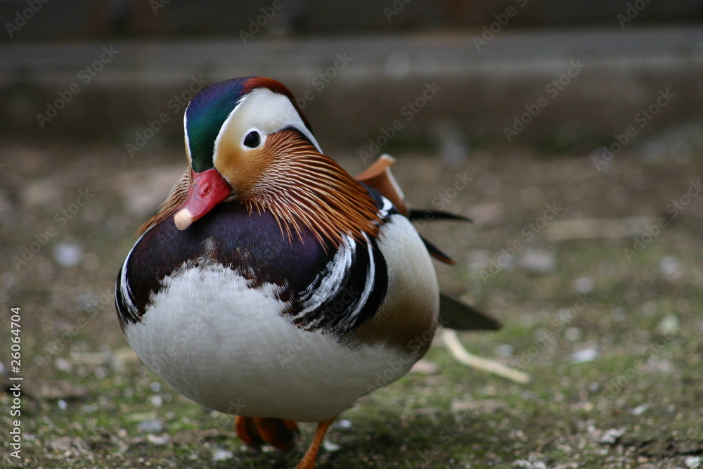 アヒルの散歩 (Stroll of duck) アヒルの散歩 (Stroll of duck)