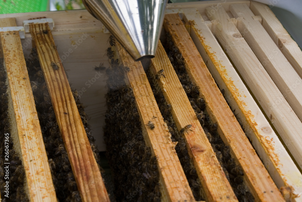 Bee Hive Bee Hive