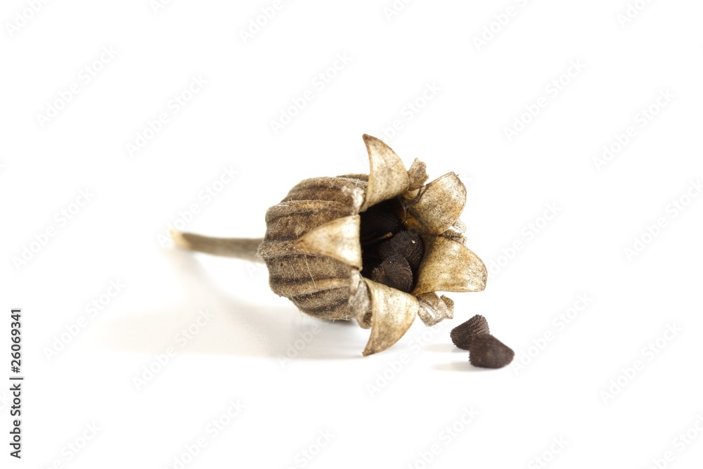 Fototapeta premium Blumensamen