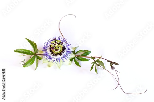 Passiflora caerulea