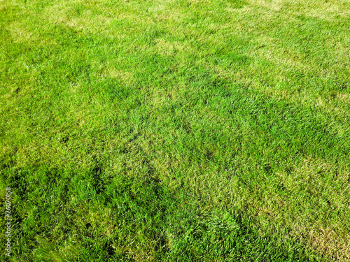 prefect cutted green grass