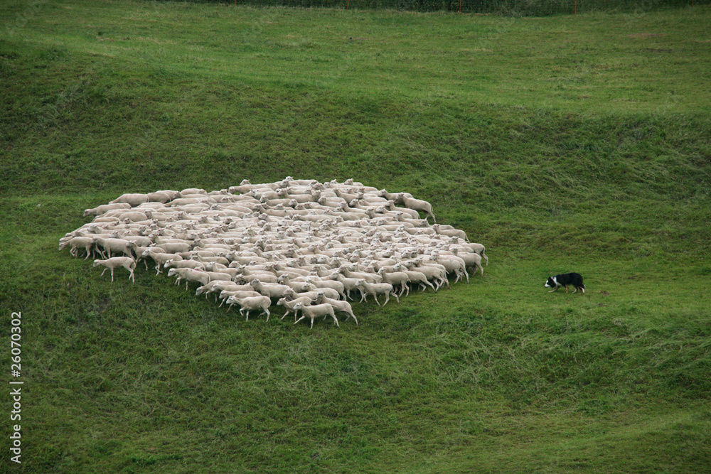 Border Collie treibt eine Schafherde
