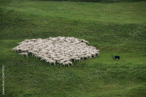 Border Collie treibt eine Schafherde