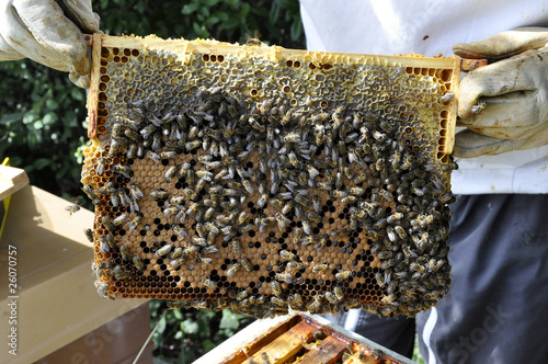 cadre d'abeille avaec miel et couvain