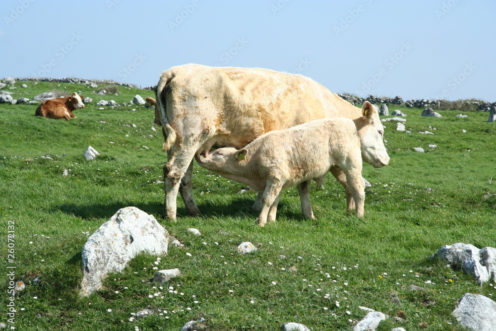 Obraz premium veau élevé sous la vache