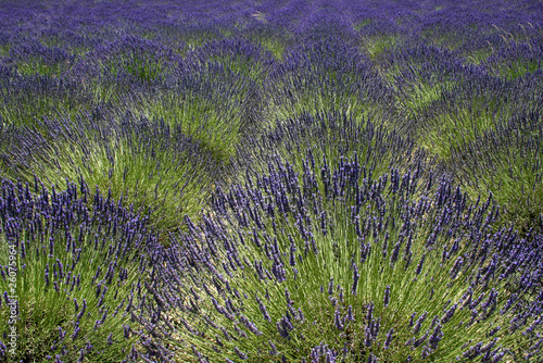 Französischer Lavendel