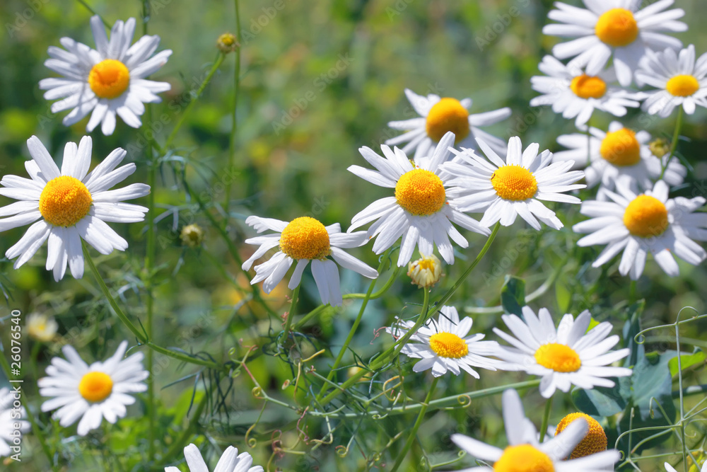 Полевой цветок-ромашка