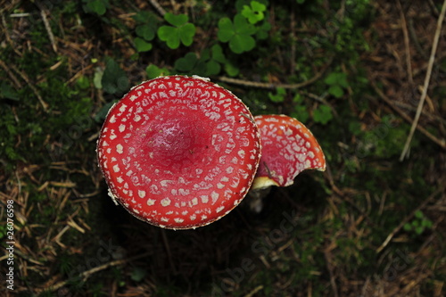 Closeup of fly mushrooms(Amanita muscaria). photo