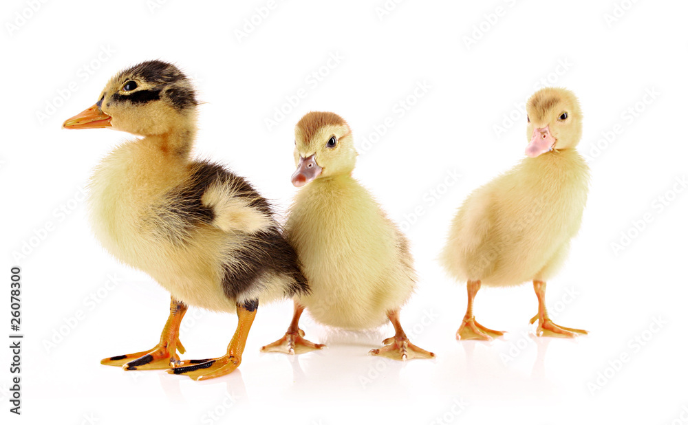 Three ducklings isolated on white