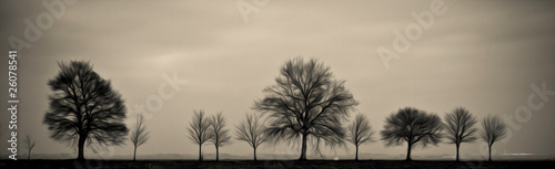 arbre silhouette tronc branche nu automne hiver calligraphie ill photo