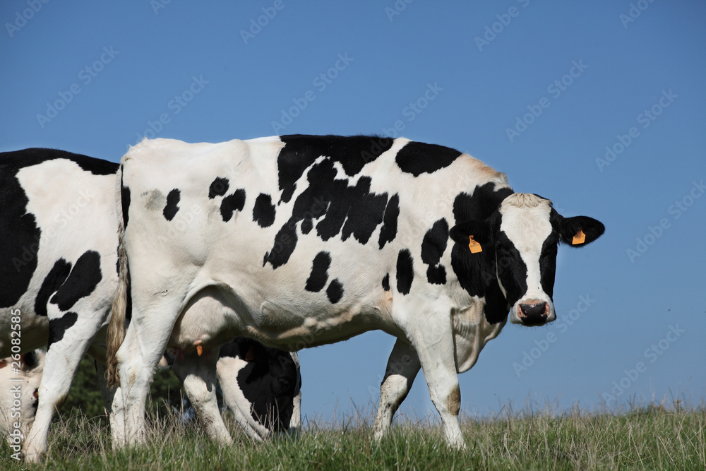 vaches