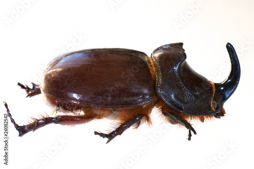 Rhinoceros beetle © Giuliano Del Moretto