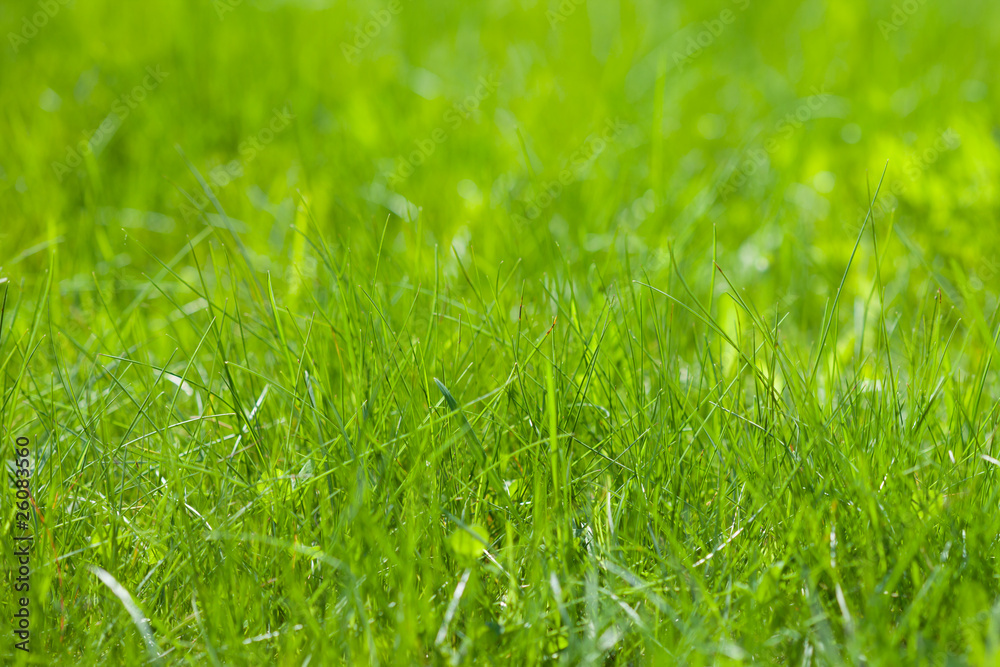 Fototapeta premium light green spring grass