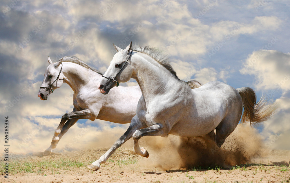 two stallions in dust