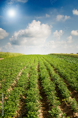 Landscape of potato plantation.