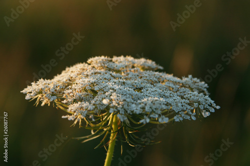 Field plant photo