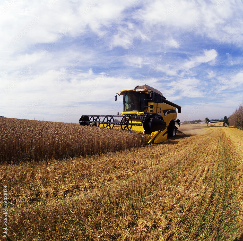 Fototapeta premium harvesting combine in the field