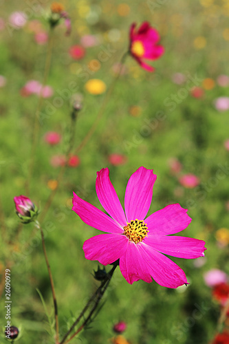 pink flower 2