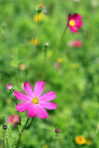 pink flower © Fotoca