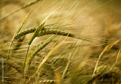 Ears of ripe barley growing on a farm field.