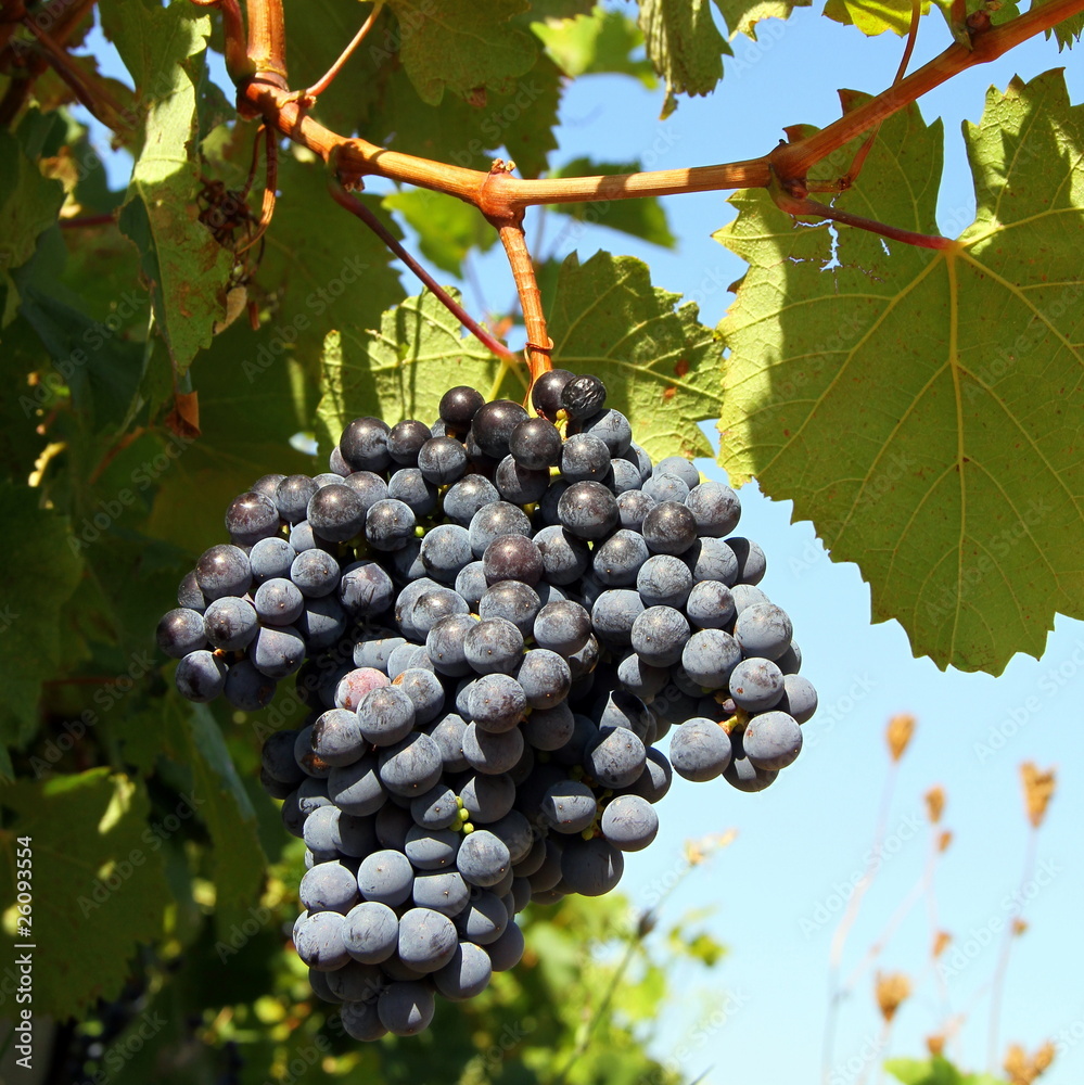 Fototapeta premium Grappe de raisin