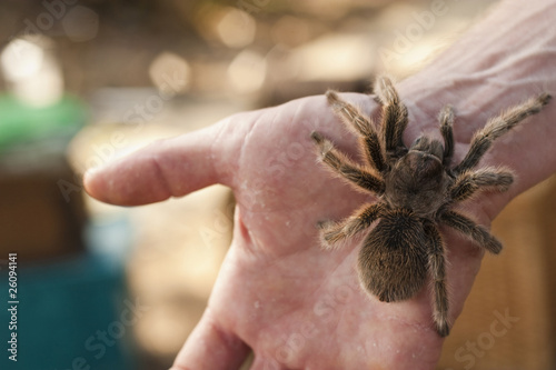 Close up of man's hand holding spider photo