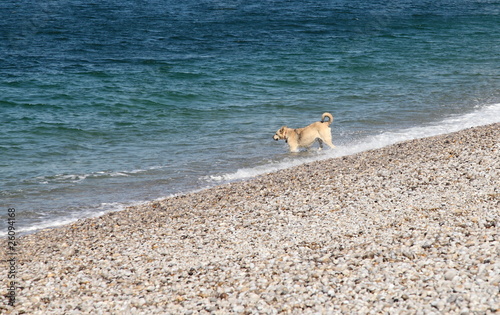 chien sur la plage