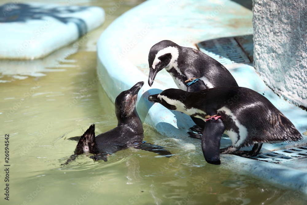 Obraz premium 親子ペンギン (東京・上野動物園)