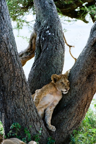 Sad young lion. © Uryadnikov Sergey
