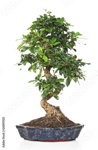 bonsai on white