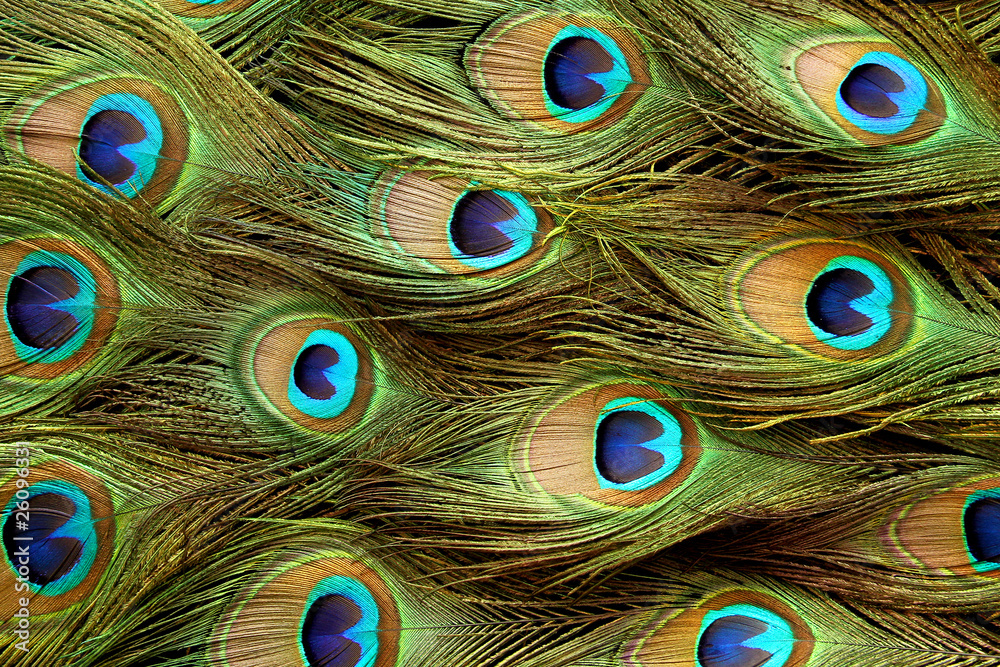 Obraz premium Peacock feather background.