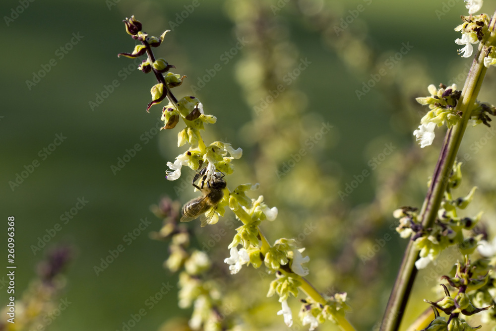 Fototapeta premium Bee on flower