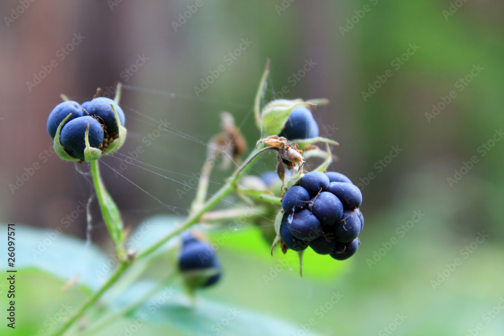 Berries of blackberry on a sprig Berries of blackberry on a sprig