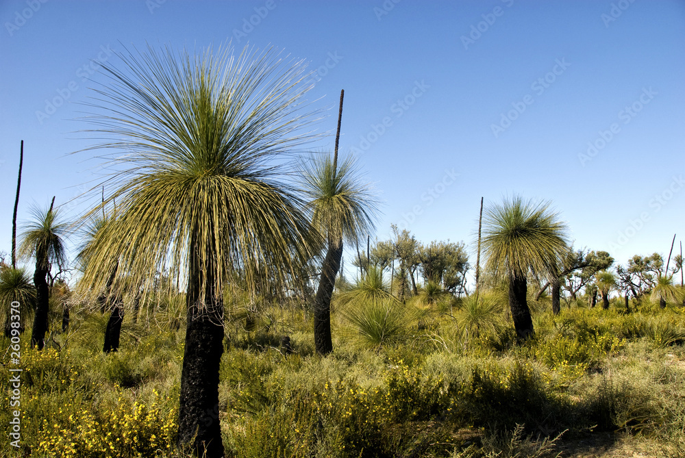 Western Australia Landscape , with Grass Trees in the foreground
