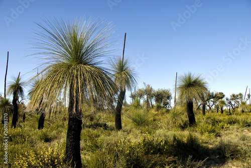 Obraz na płótnie Western Australia Landscape , with Grass Trees in the foreground w salonie
