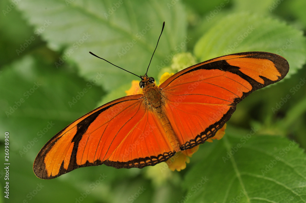 Obraz premium papillon le Dryasjulia (le Flambeau), originaire de Guyane, 