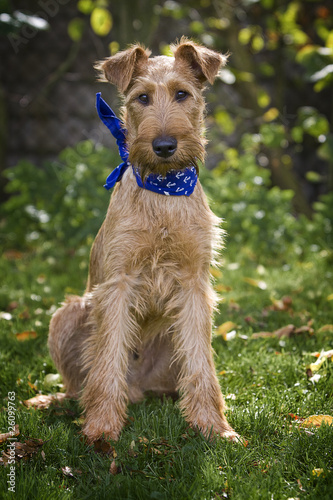 Fotografie irish terrier Halstuch