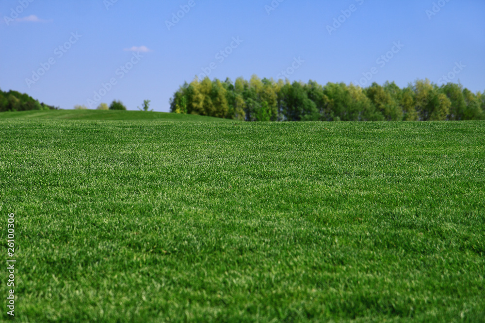 Fototapeta premium Grass on a golf course
